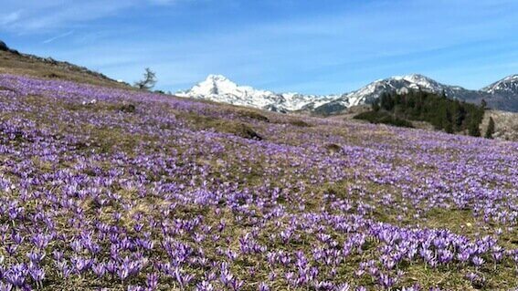 Vooral in april is het erg mooi als de bloemen in bloei staan.