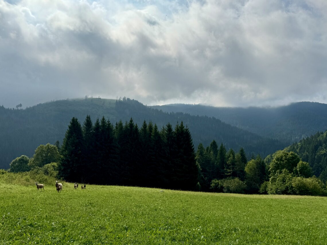 Alpe_Cimbra_zomer_Kidsindebergen