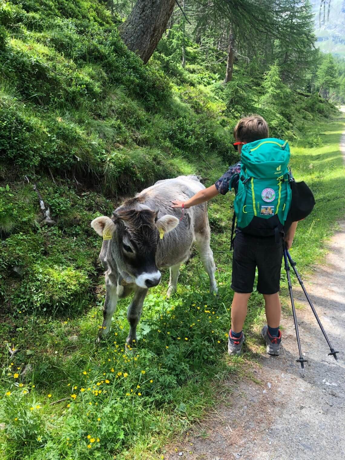 Even kroelen met de kalfjes op de Lazins alm