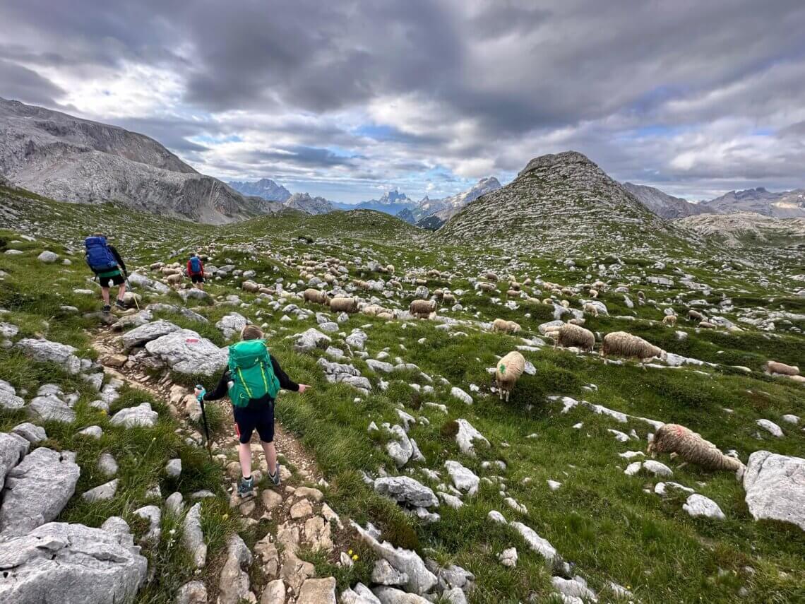 Wandelen tussen de schapen!